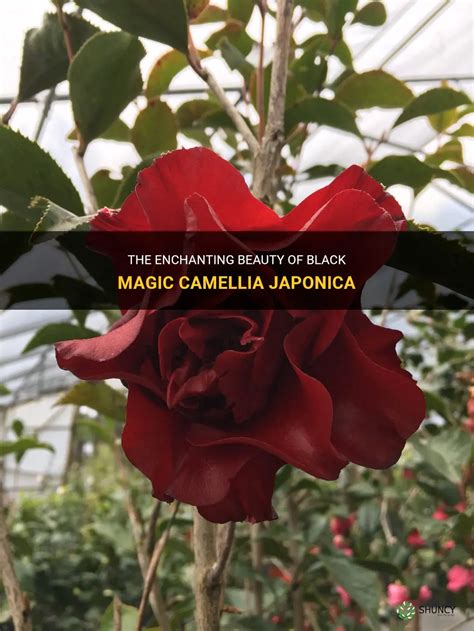 Cursed enchantment camellia japonica
